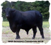 Registered Brangus Bull WHR GEronimo's Transformer 661W