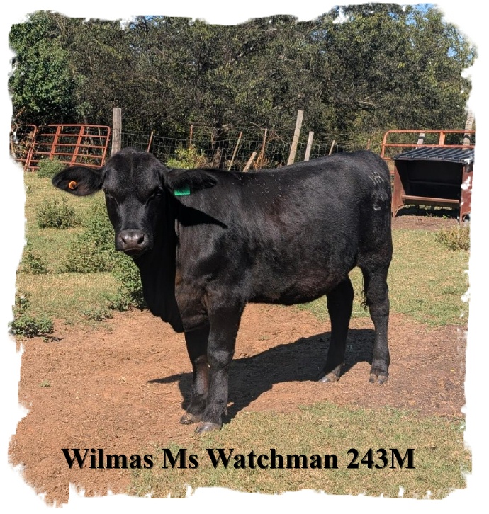 Wilmas Ms Watchman Brangus heifer 243M