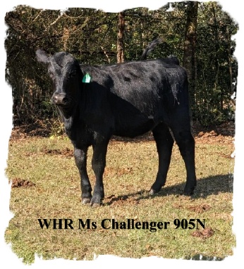 Registered Black Brangus heifer