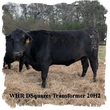 Registered Black Brangus cow