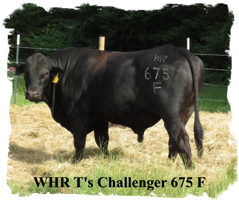 T's Challenger