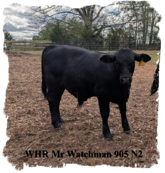 Registered Black Brangus bull