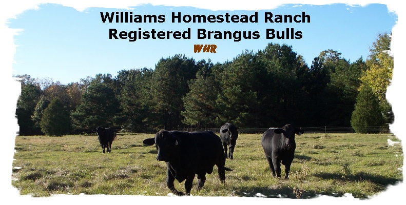 Registered Brangus Bulls in the lower meadow